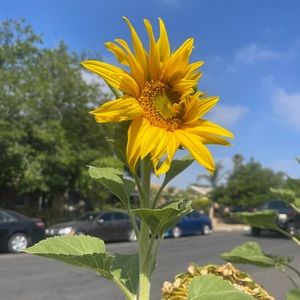 Meet your Posher, Katyln